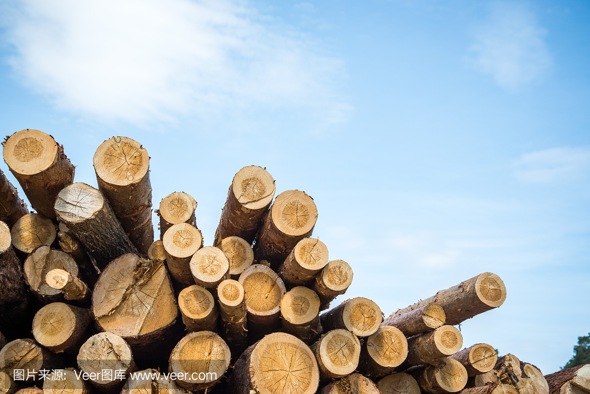 堆积的原木对蓝天木材或木材工业的概念